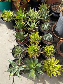 Various Agaves
