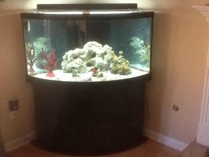 92 gallon bow front corner aquarium $950.