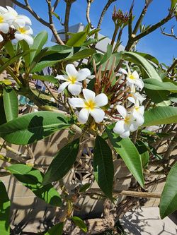 Plumeria 