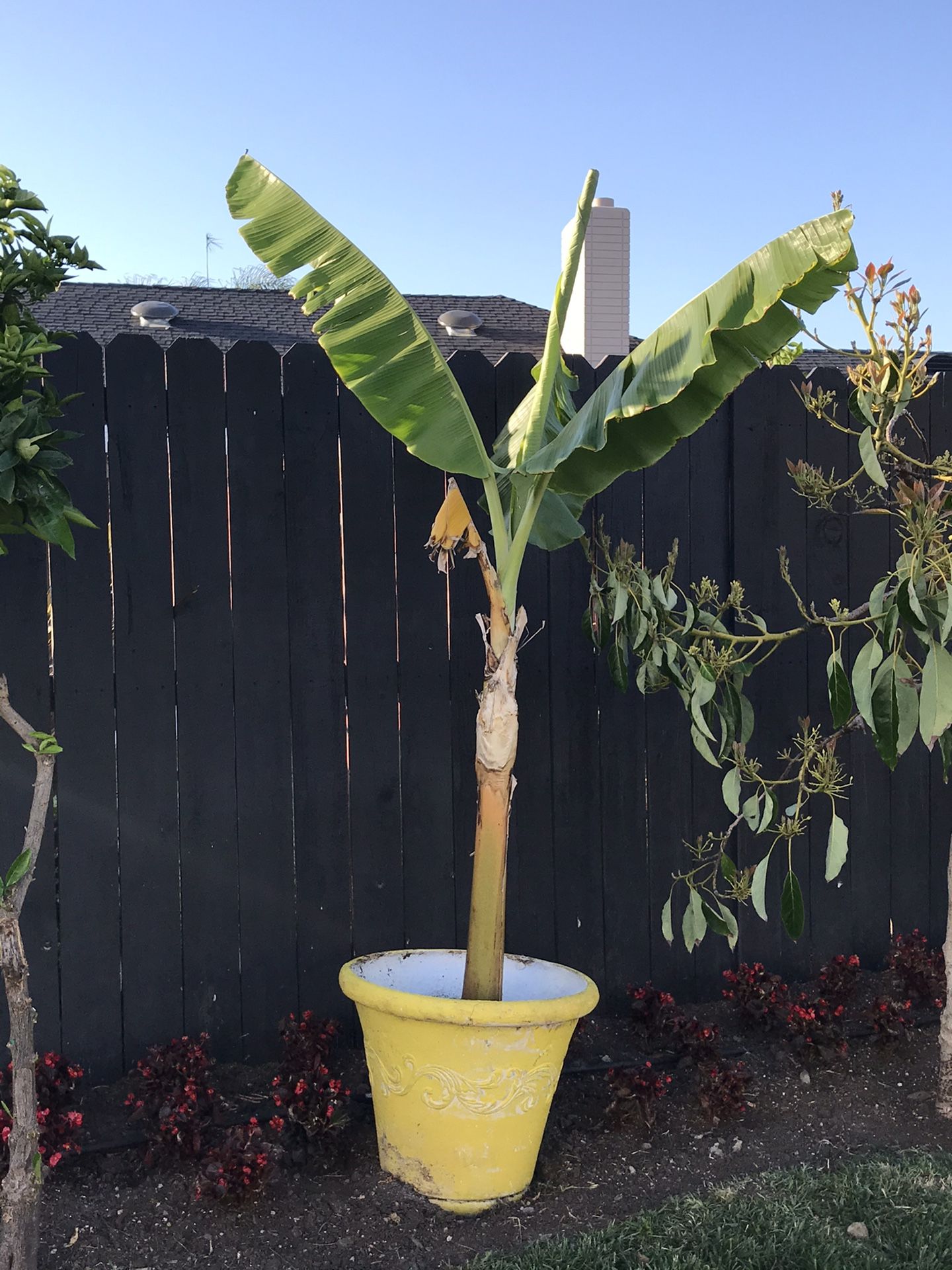 Banana tree and ginger