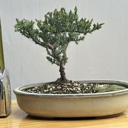 Juniper procumbens Nana Bonsai tree, in clay pot with Kyoto moss #3
