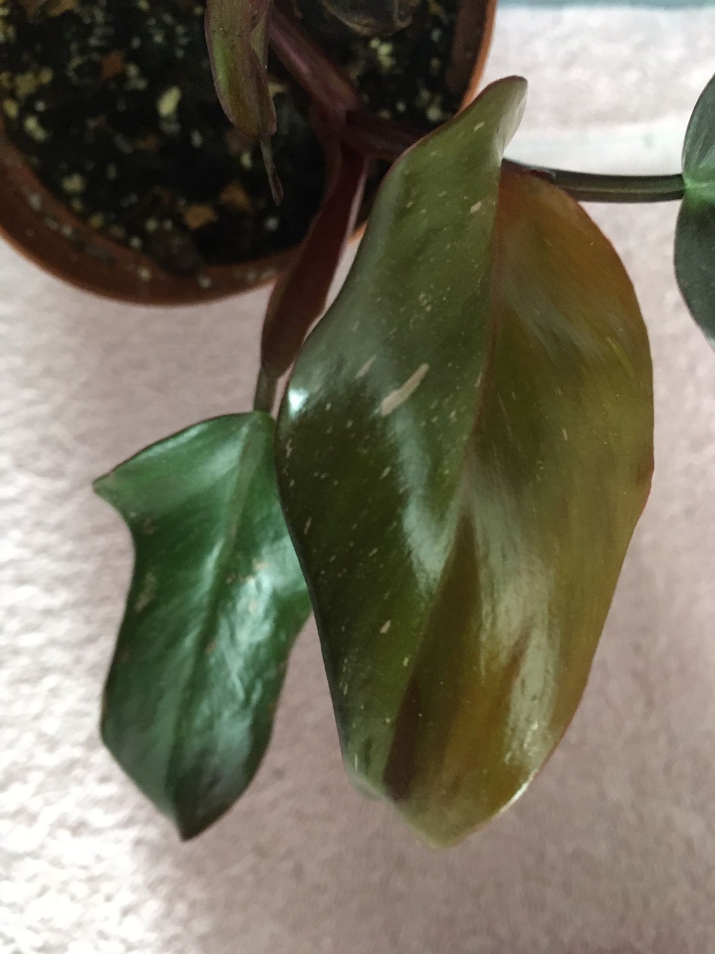 Reverted Pink Princess Philodendron