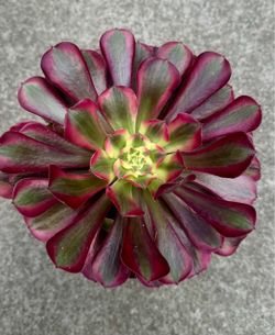 Aeonium Medusa in 1 gallon with 7 babies