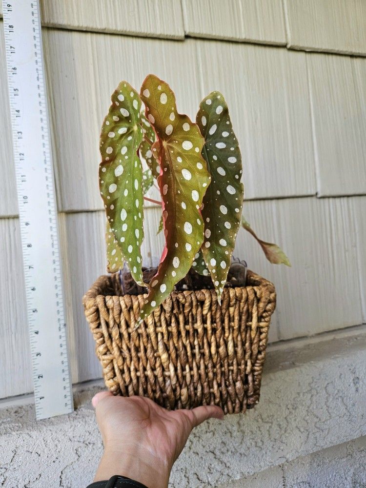 Begonia Maculata Wightii Plant In Basket