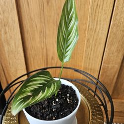 Pinstripe Calathea (White Pot-B)