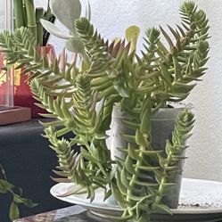 Red pagoda Plant & Silver Dollar Plant