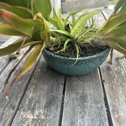 Bromeliad In Ceramic Pot With Drainage Hole 