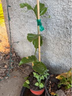 Passionfruit plant