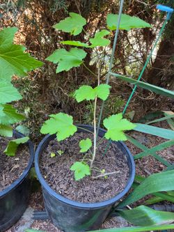Garden Plant Currant White ( Gold ) Berry