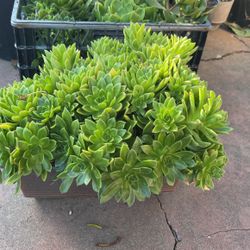 Succulent 
