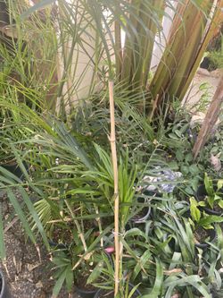 Beautiful Bamboo