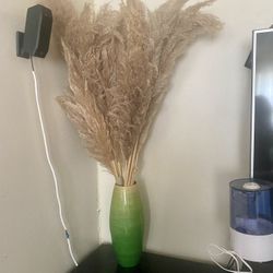 Pampas Grass Including The Base