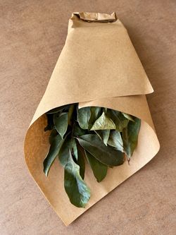 Dried Soursop Leaves (Guanabana / Graviola) – 60 Leaves – $10