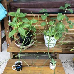 Cups Of Plants  Arrangements 