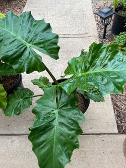 Elephant plants