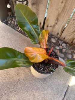 Philodendron Prince of Orange 🍊