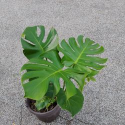 Monstera King 👑 Plant 