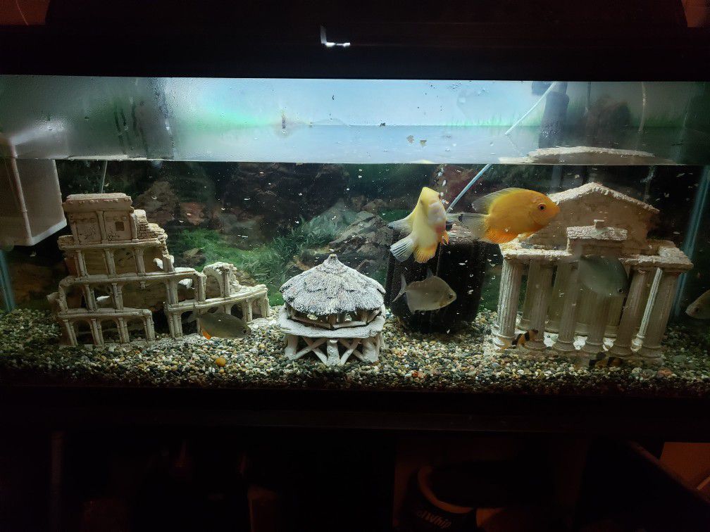 55 gallon fish tank with stand and more