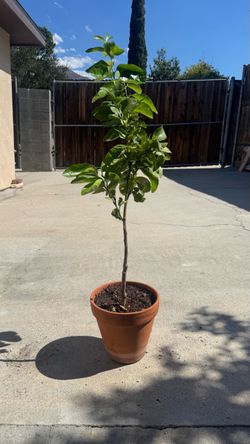 Lemon tree