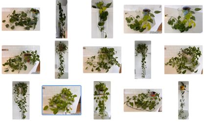 Pothos & Philodendron Collection