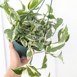 Pothos N'Joy Plant 6" Pot - Indoor House Plants 