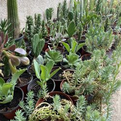 Cactus and Succulent’s 🌵