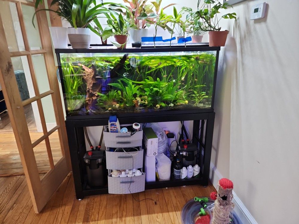 50 Gallon Fresh Water Fish Tank