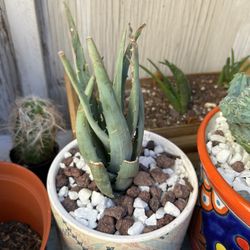 Aloe Plants