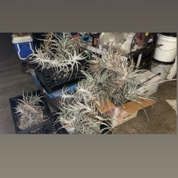 Tillandsia Albida Air Plant