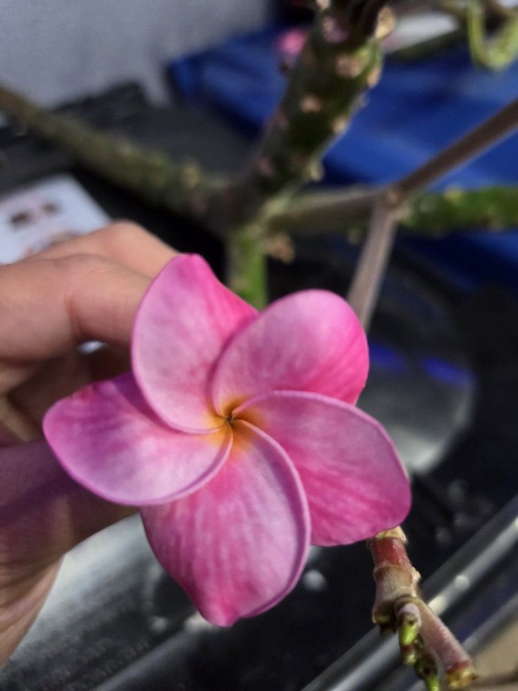 Cutting plumeria