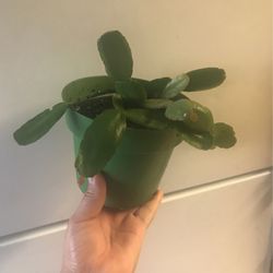 Christmas Cactus 4” Pot