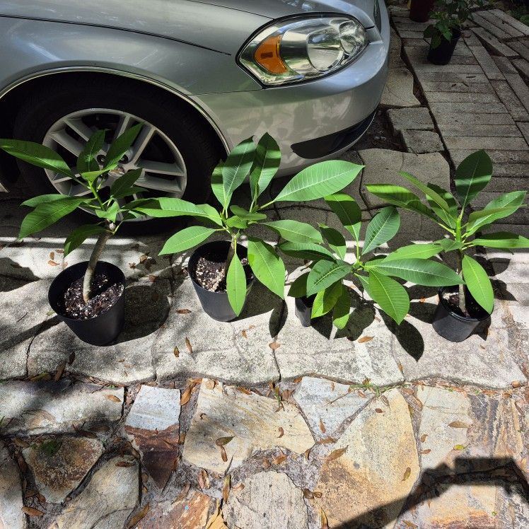 #4 Deep Pink Plumeria, Price Reduced