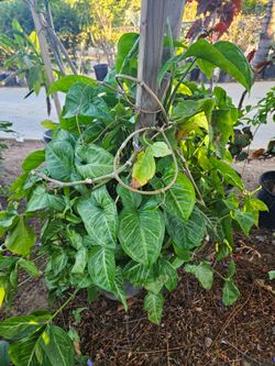 Plants