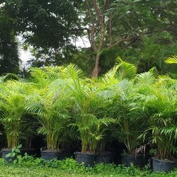 Areca Palm Trees 7 Gallon 5.5 Feet Tall In The Ground Installed 