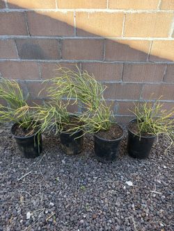 Fire stick Plants / Pencil Cactus