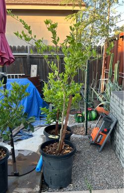 5’ Mexican  Lime Tree 15 gallon