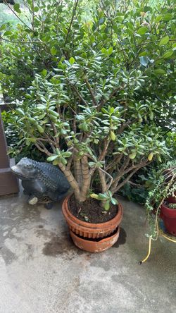 Jade Plants