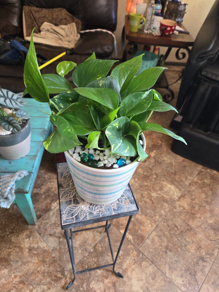 Healthy Pothos In 7in Ceramic Pot With Rocks And Sparkles 