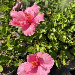 Hibiscus Bush