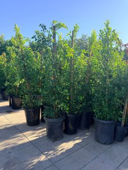 Ficus