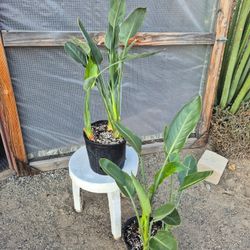 Birds Of Paradise Plants 10" Pot $13 Each/ 2 For $25