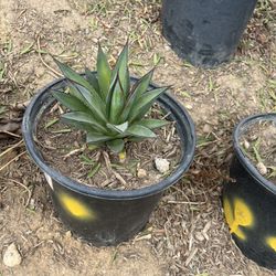 Agave Blue Glow