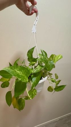 Pothos Plant in White Hanging Basket