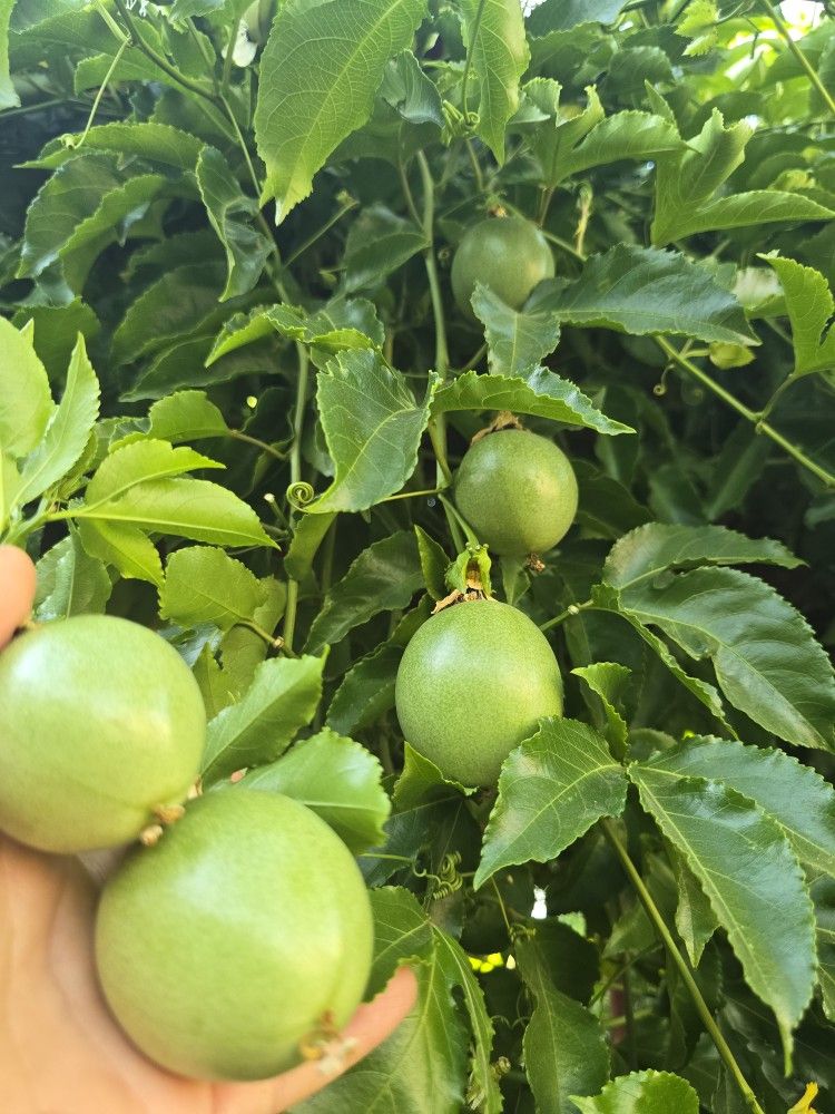 Pasión Fruit/Maracuya Plants.