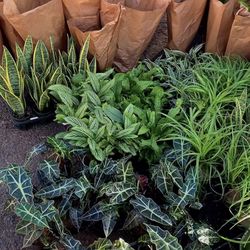 Orchids and Houseplants/Indoor plants