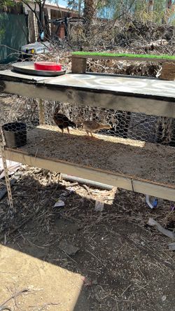 Rooster cage