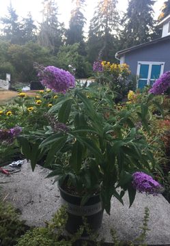 Butterfly bush