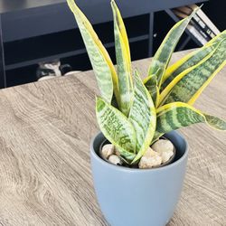 Grey Ceramic Pot With Sensevieria Plant