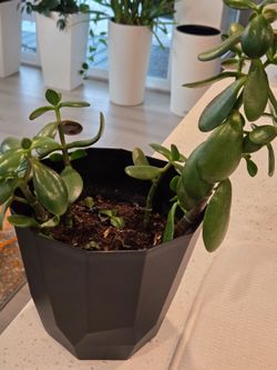 Live Jade Plant in Black Geometric Pot