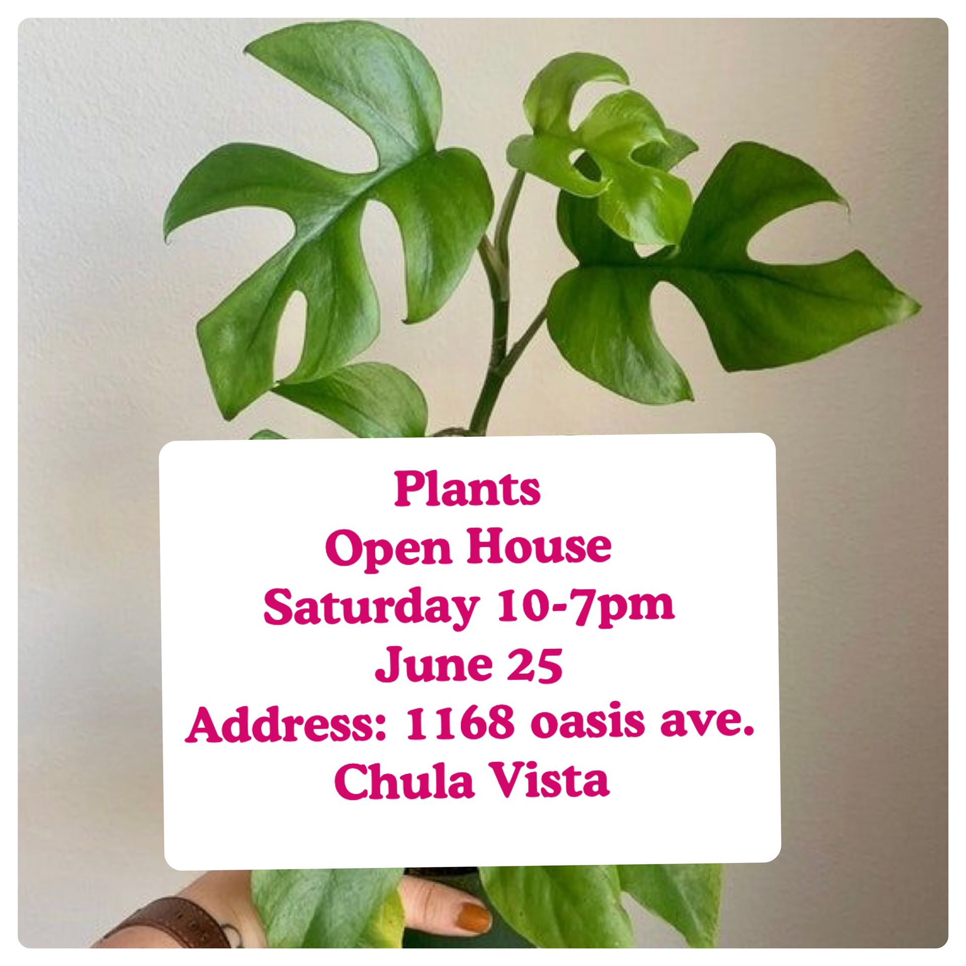 Plants (Pop up sale tomorrow) Theres more $5 plants on sale